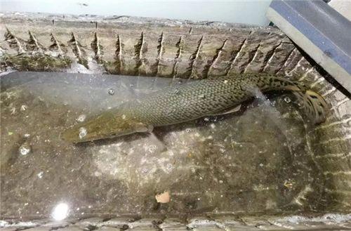 新闻爆料鳄雀鳝视频下载,惊现水中霸主!鳄雀鳝视频引发网友热议  第1张 新闻爆料鳄雀鳝视频下载,惊现水中霸主!鳄雀鳝视频引发网友热议  第1张