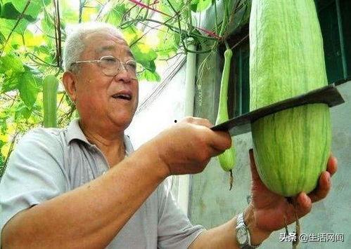 农村免费吃瓜大爷,共享丰收喜悦的温馨画面  第3张