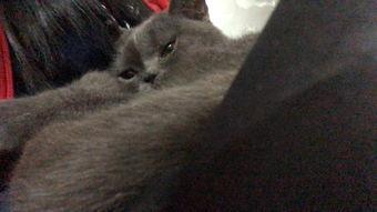 有好多爆料的猫吗视频,“有好多爆料的猫吗”视频背后的秘密  第3张