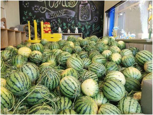 在哪里可以免费吃瓜,畅享夏日清凉新体验  第1张 在哪里可以免费吃瓜,畅享夏日清凉新体验  第1张