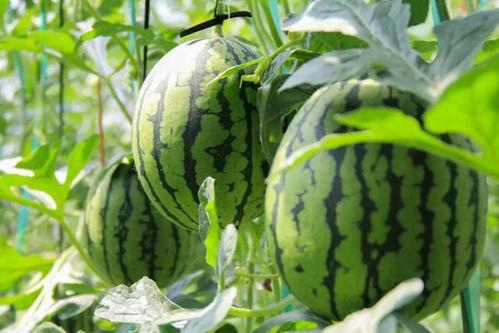 在哪里可以免费吃瓜,畅享夏日清凉新体验  第2张 在哪里可以免费吃瓜,畅享夏日清凉新体验  第2张