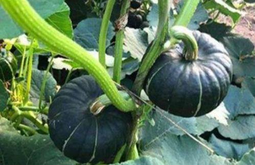 知名网红视频外流吃瓜,一场网络狂欢的真相大起底