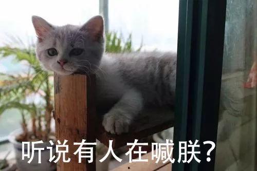 猫之谷全集在线观看,探寻神秘谷地,揭秘猫咪世界的奇幻之旅  第2张 猫之谷全集在线观看,探寻神秘谷地,揭秘猫咪世界的奇幻之旅  第2张